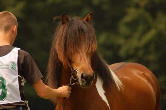 Regulamin Mistrzostw Polski Koni Rasy Huculskiej 2026