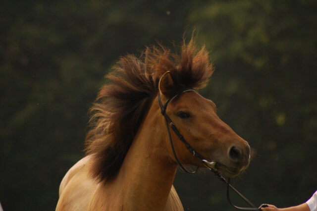 Wyniki wiosennej kwalifikacji ogierów rasy huculskiej 2026