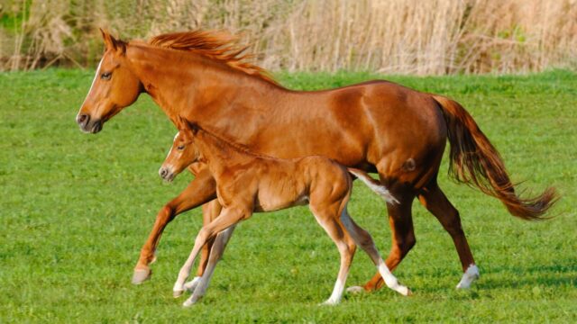 Żywienie klaczy w&nbsp;ciąży – jak zadbać o&nbsp;zdrowie i&nbsp;prawidłową kondycję