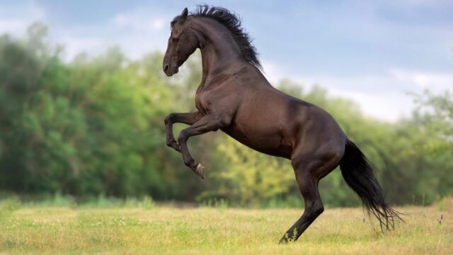 Żywienie ogierów w&nbsp;trakcie stanówki