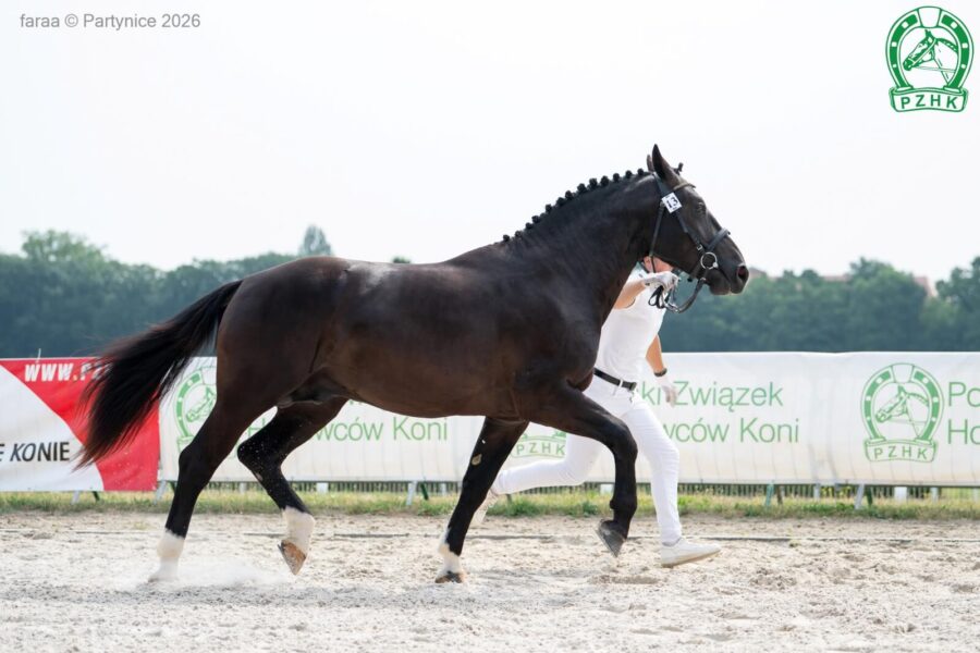 KAPITAN AP (ex KAZAHSTAN AP) (ED/EN) śl., 2024 (Kasztelan - Liza (ED/EN) / Renzo)