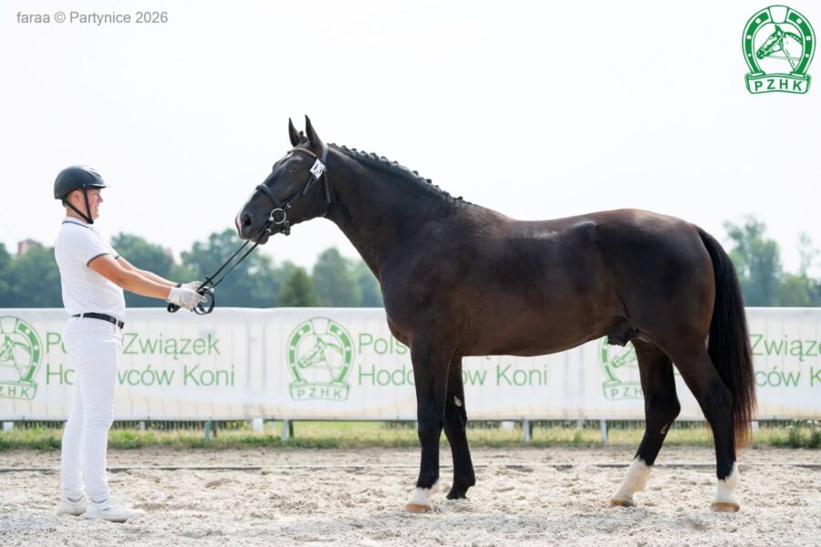 KAPITAN AP (ex KAZAHSTAN AP) (ED/EN) śl., 2024 (Kasztelan - Liza (ED/EN) / Renzo)