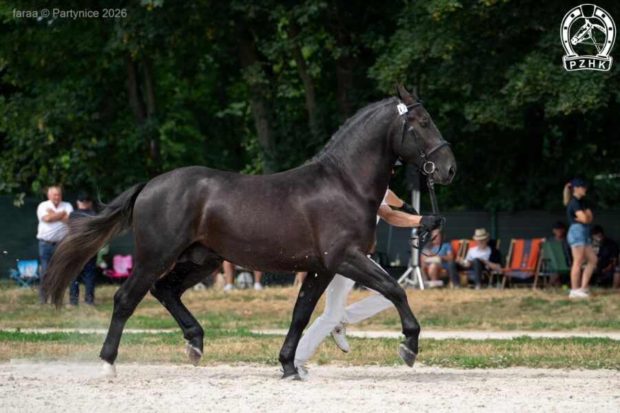 A-WIARUS-PH (ED/EV) śl., 2024 (Alger - Wenecja / Ametyst)