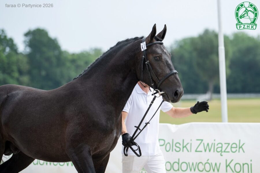 A-WIARUS-PH (ED/EV) śl., 2024 (Alger - Wenecja / Ametyst)