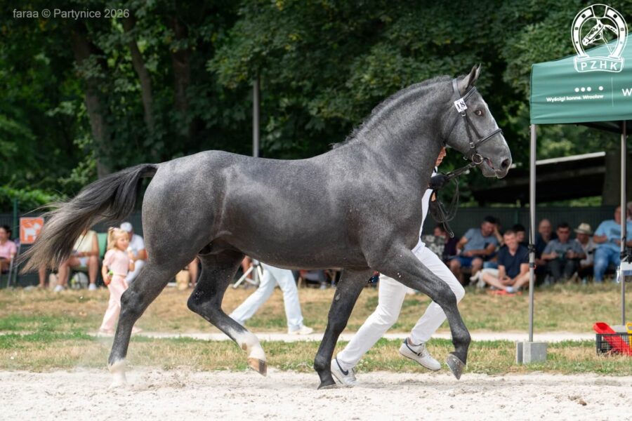 ARCYMISTRZ-PH (ED/EV) śl., 2024 (Alger - Wena-PH / Narwik)
