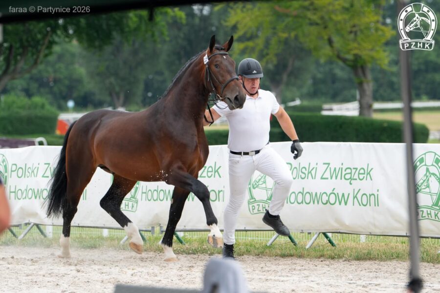WIRON (GA) śl., 2024 (Walter (GA) - Libra / Palermo)
