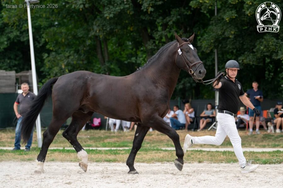 ALVARO (GA) śl., 2023 (Ares II - Roni / Imbir)