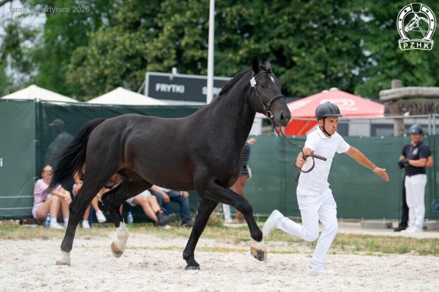 KAIR GW (GA) śl., 2023 (Kocco de Ro - Inez GW / Basior)