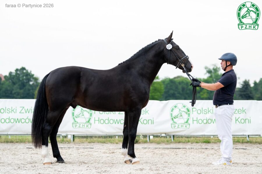 RAMZES JD (GI) śl., 2024 (Rubaszek - Arisa JD (CO) / Rodan)