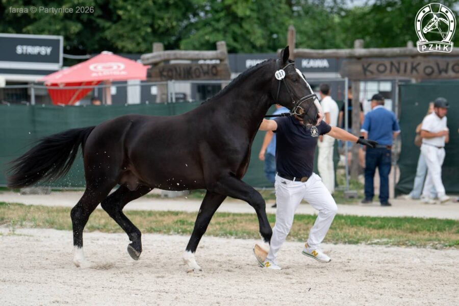 RAMZES JD (GI) śl., 2024 (Rubaszek - Arisa JD (CO) / Rodan)