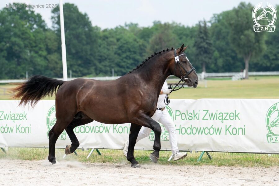 AKIM (T) śl., 2024 (Arystokrata - Adriana / Alegro)