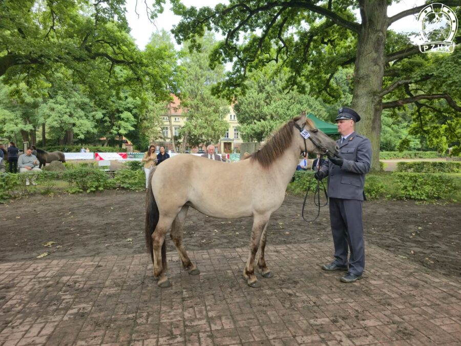 Klaczka dwuletnia GNIEWOSĄDKA D