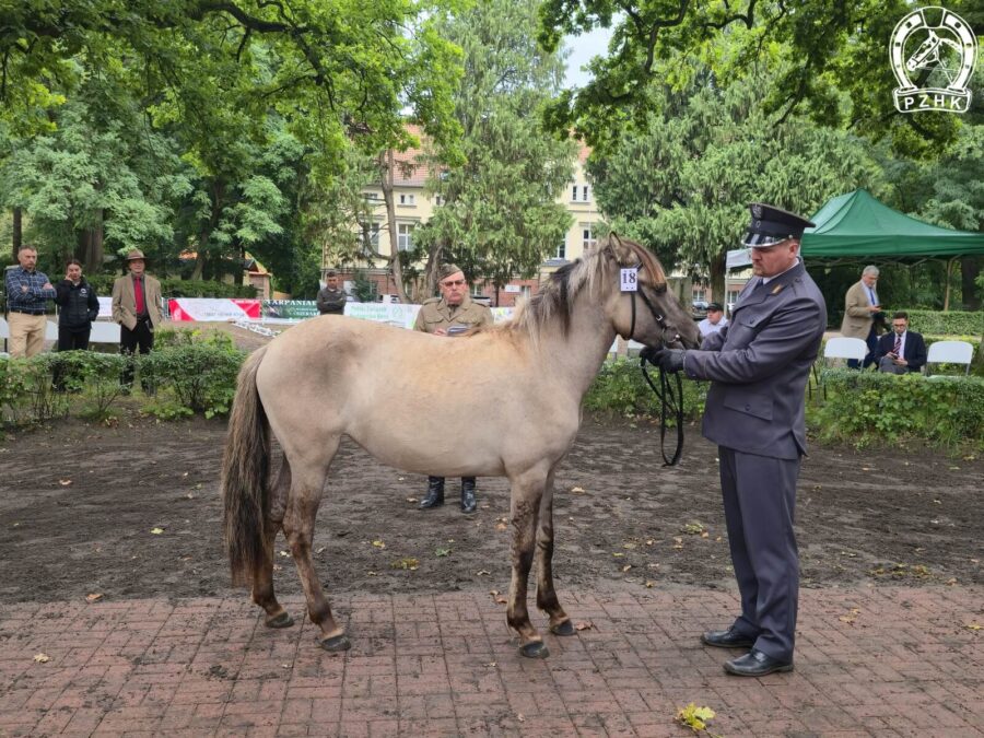 Klacz roczna JAMAJKA SO