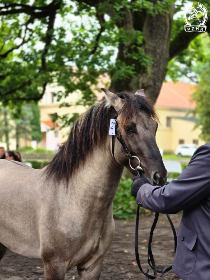 Ogierek dwuletni NIECIERPEK D