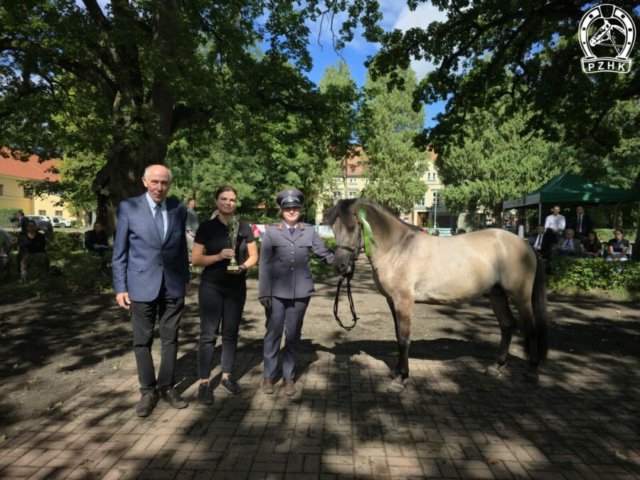Najlepszy ogier zaprzęgowej polowej próby dzielności WEKTOR
