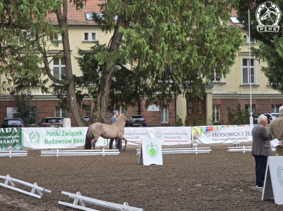 Ocena na trójkącie ogierka dwuletniego POLO SO