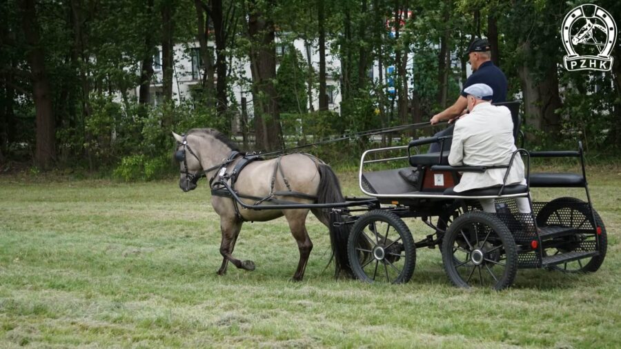 Ogier WEKTOR SO podczas polowej próby zaprzęgowej