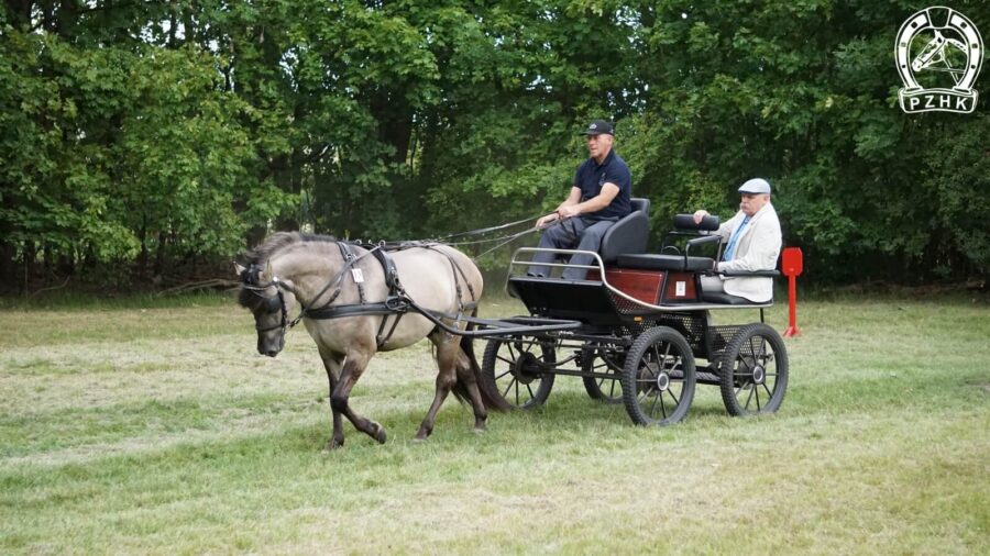 Ogier WEKTOR SO podczas polowej próby zaprzęgowej