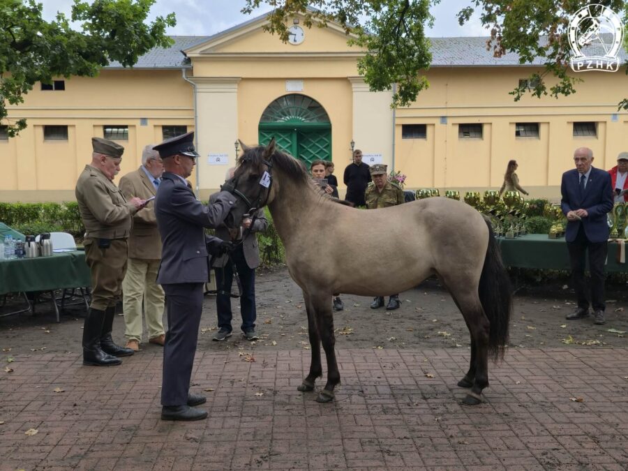 Klacz roczna PINEZKA SO