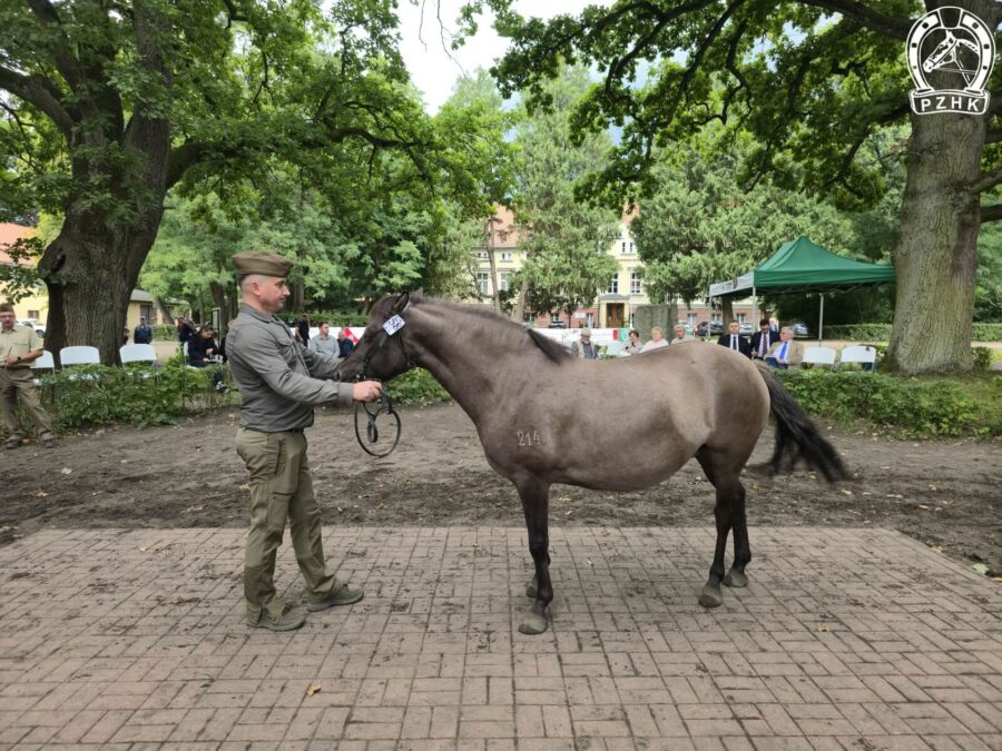 Klacz TYCZKA