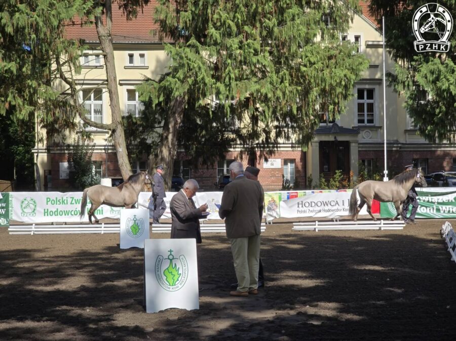 Wybór Czempiona Młodzieżowego z czempionów i v-ce czempionów klas ogierkó rocznych i dwuletnich og. GRAB D i og. NIECIERPEK D