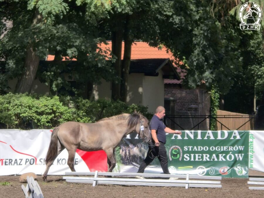 Wybór Czempiona Młodzieżowego z czempionów i v-ce czempionów klas ogierków rocznych i dwuletnich og. HUNO D