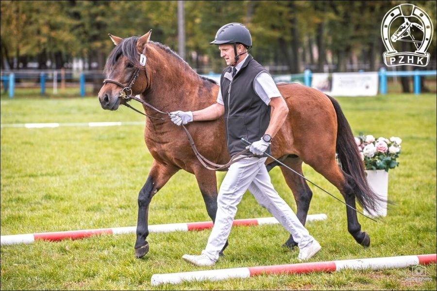 Ogier BARWINEK-H (GORAL) hc