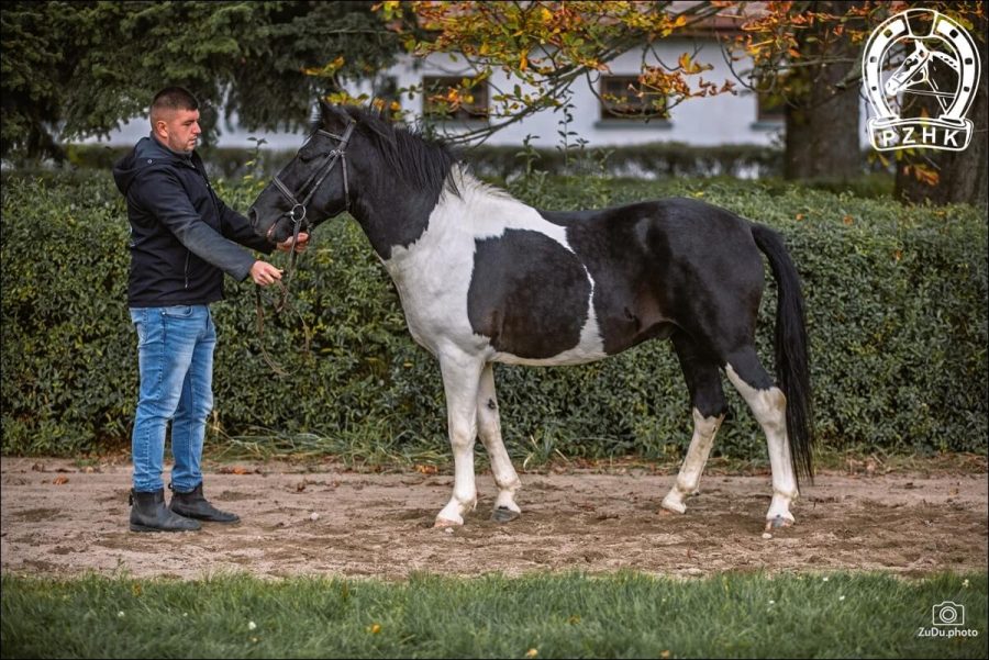 Ogier WIWALDIJ (POLAN) hc