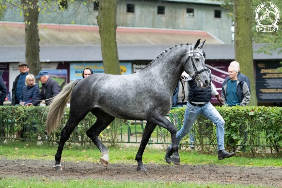 ARISTO G (ED/EV) śl.