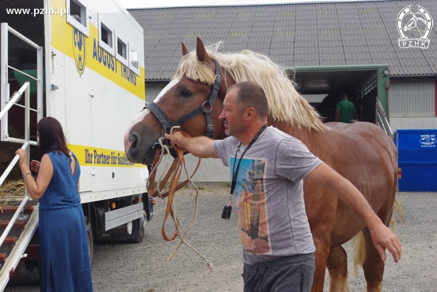 Rozładunek koni, ogier Santor