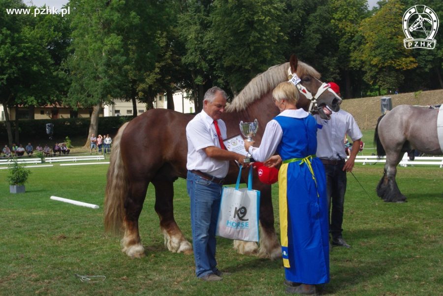 Dekoracja Elmara, wice czempion w klasie ogierów trzyletnich