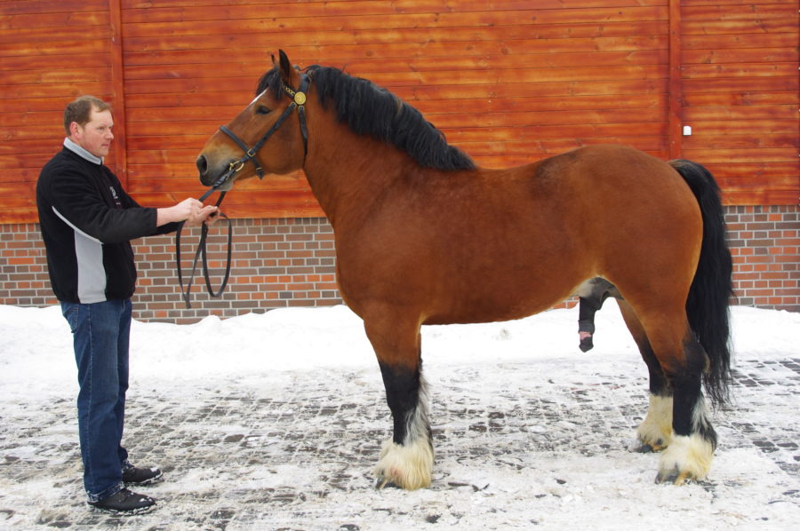 Kwalifikacja ogierów ardeńskich