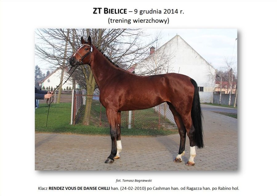 ZT BIELICE (trening wierzchowy) – 9 grudnia 2014 r.