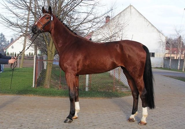 ZT BIELICE (trening wierzchowy) – 9 grudnia 2014 r.