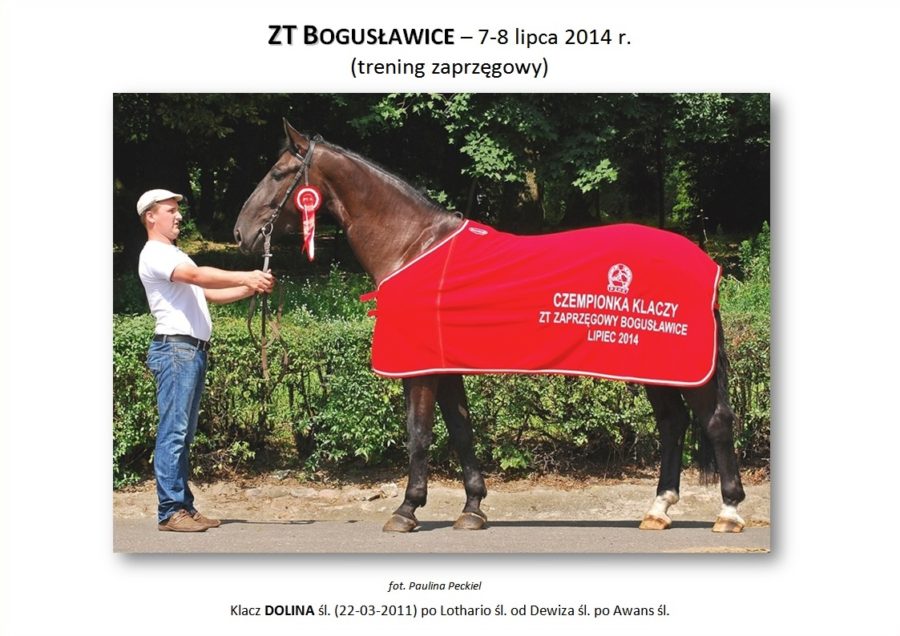 ZT BOGUSŁAWICE (trening zaprzęgowy) – 7-8 lipca 2014 r.