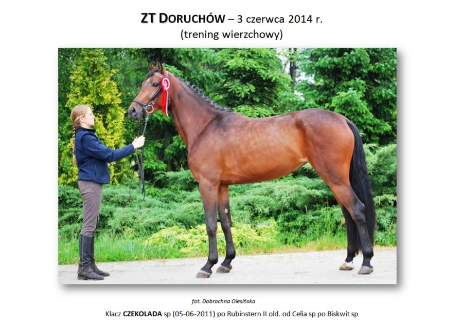 ZT DORUCHÓW (trening wierzchowy) – 3 czerwca 2014 r.