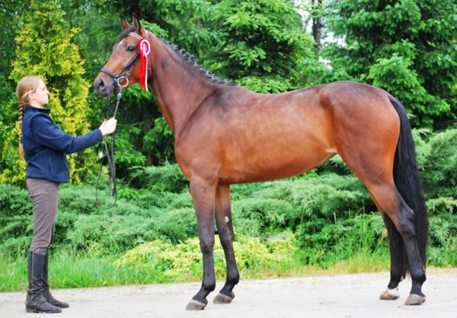 ZT DORUCHÓW (trening wierzchowy) – 3 czerwca 2014 r.