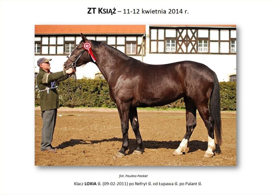 ZT KSIĄŻ (trening zaprzęgowy) – 11-12 kwietnia 2014 r.