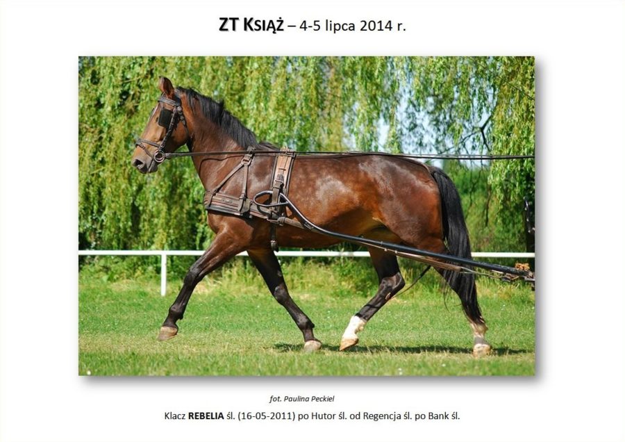 ZT KSIĄŻ (trening zaprzęgowy) – 4-5 lipca 2014 r.