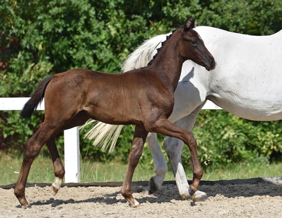 Ogierek BACK TO BLACK wlkp (Dynamic Dream westf. - Bebel Gilberto wlkp / H-Ekwador sp)