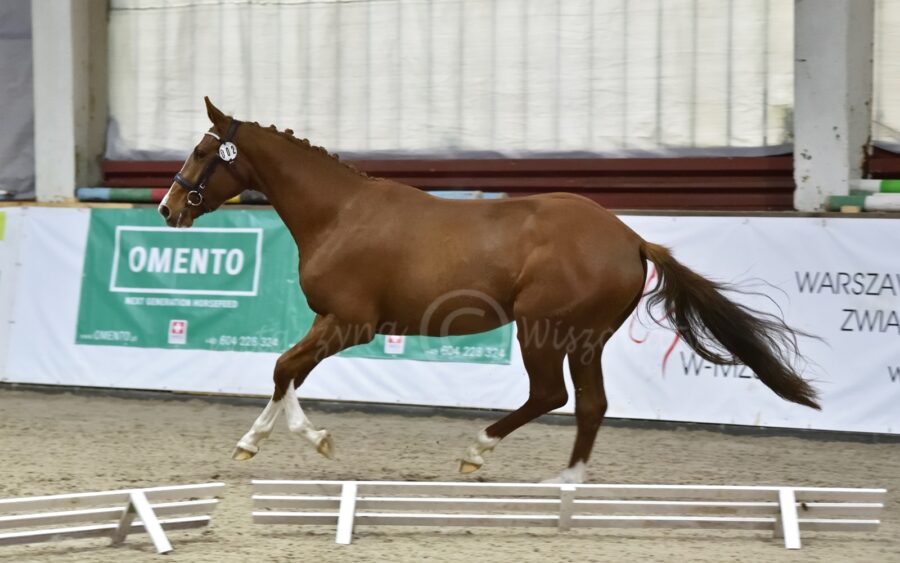 Bestia sp (Colinero - Bogini / Marcus KWPN)