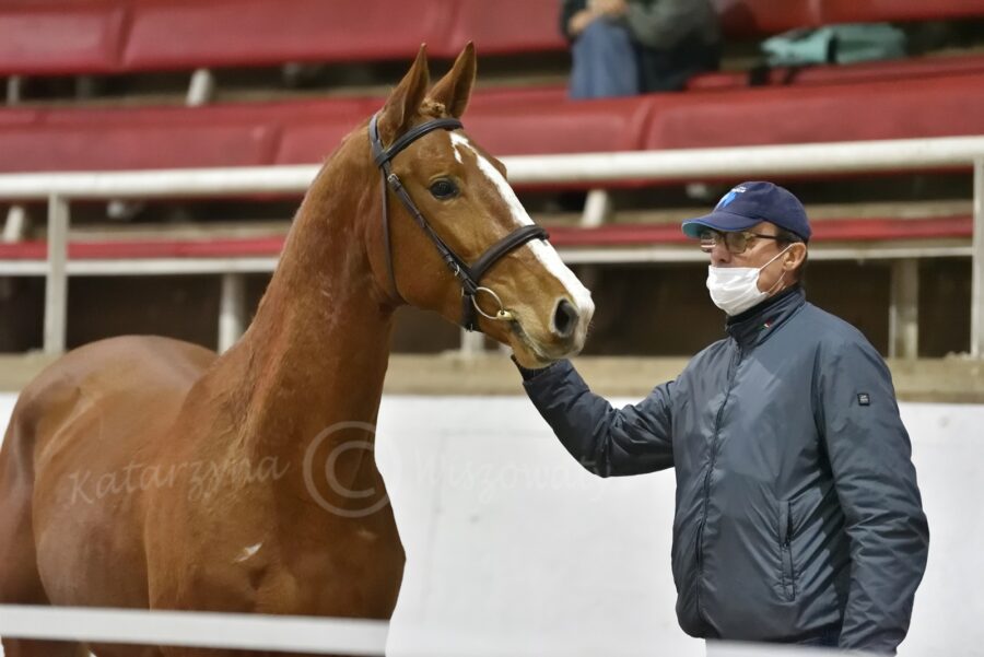 Carter sp (Aganix du Seigneur - Carissima / Arezzo VDL)