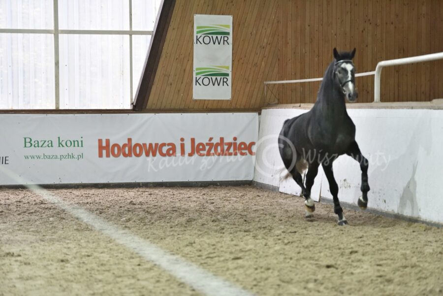 Casino White SM sp (Hickstead White - Cantinera hol. / Cassini I hol.)