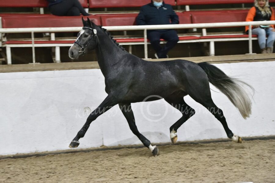 Casino White SM sp (Hickstead White - Cantinera hol. / Cassini I hol.)