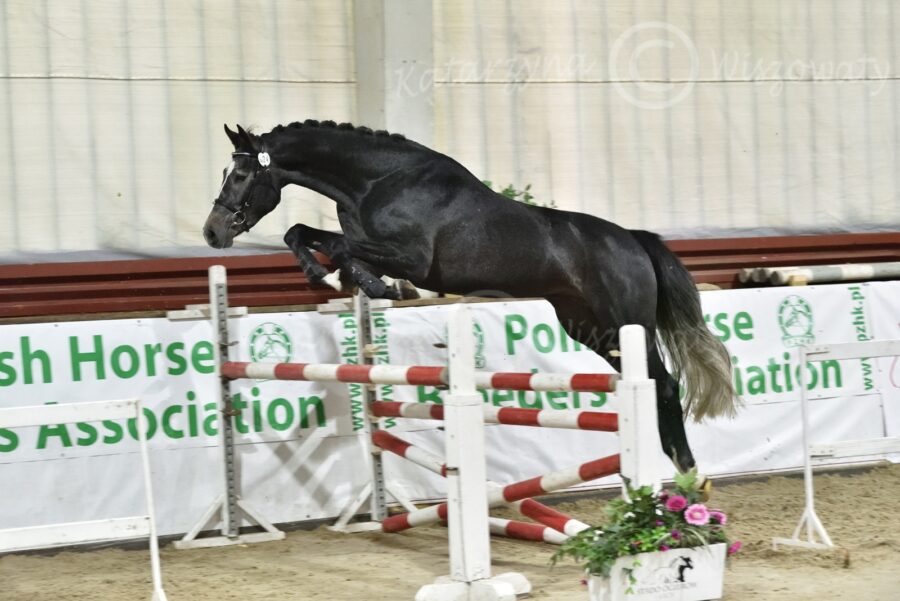 Casino White SM sp (Hickstead White - Cantinera hol. / Cassini I hol.)