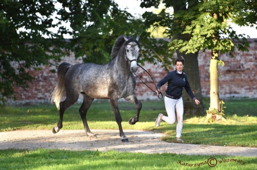 CEDRIK sp