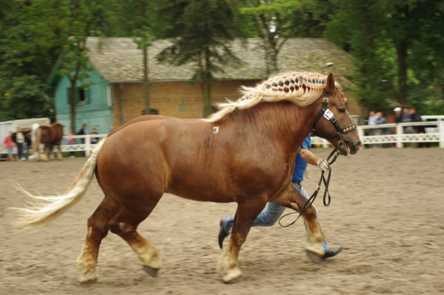 czempionat_ogierow