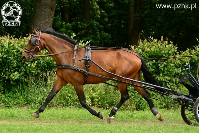 Kl. FAMA sp (Bulwar śl – Fabiola sp po Pegasus HB KWPN), ur. 2007-04-09, hod. Ryszard Borys (WŁ), wł. Katarzyna Borys (WŁ)