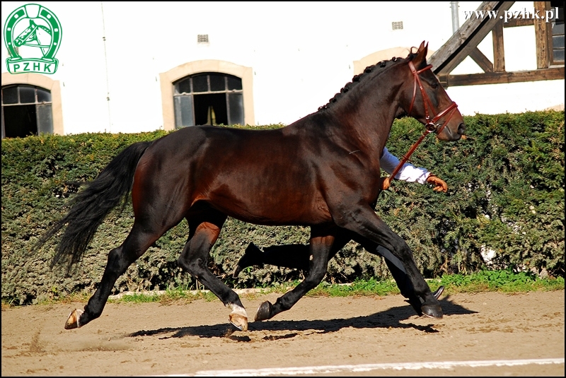 BEL-MAXIMUS BH