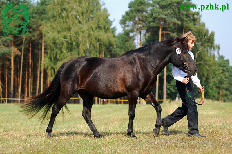 Kl. KALINKA (JULKA/GURGUL)